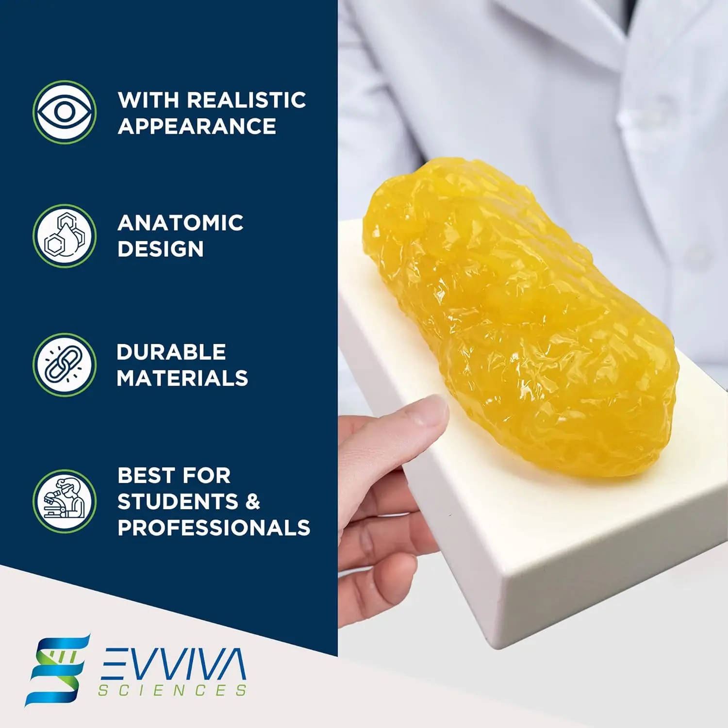 Human Muscle and Fat Replicas  - Fitness With Nutrition review and price
