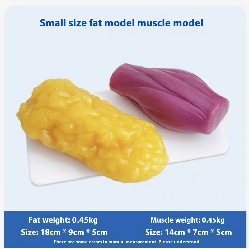 Human Muscle and Fat Replicas  - Fitness With Nutrition review and price