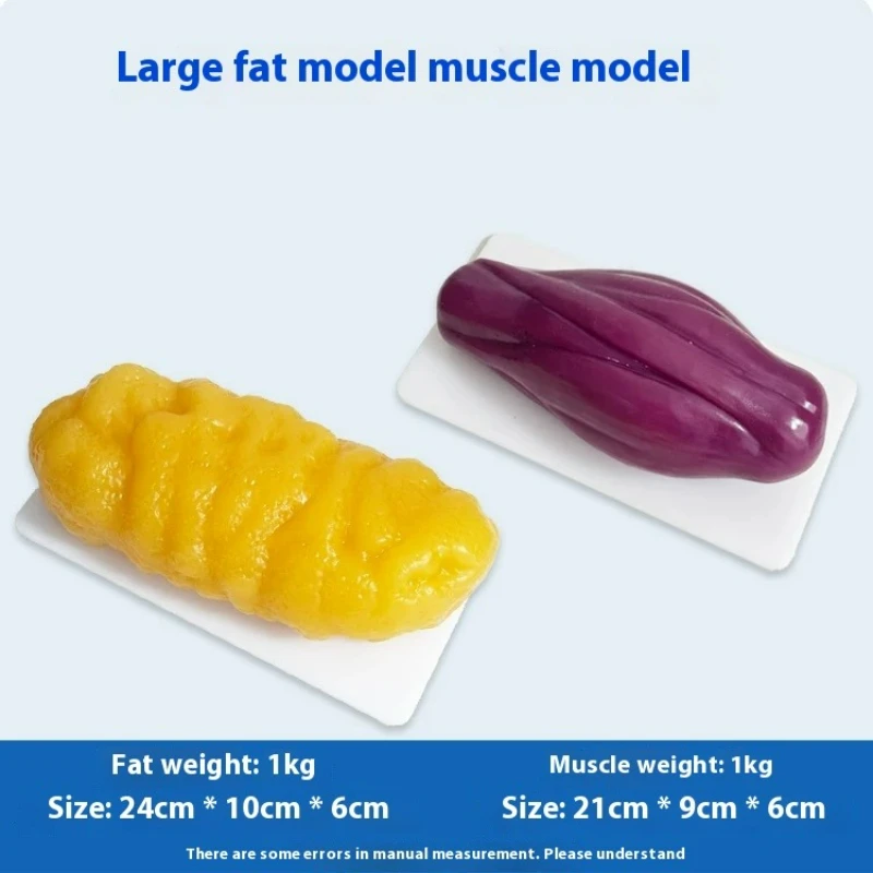 Human Muscle and Fat Replicas  - Nutrition Fitness And Health review and price