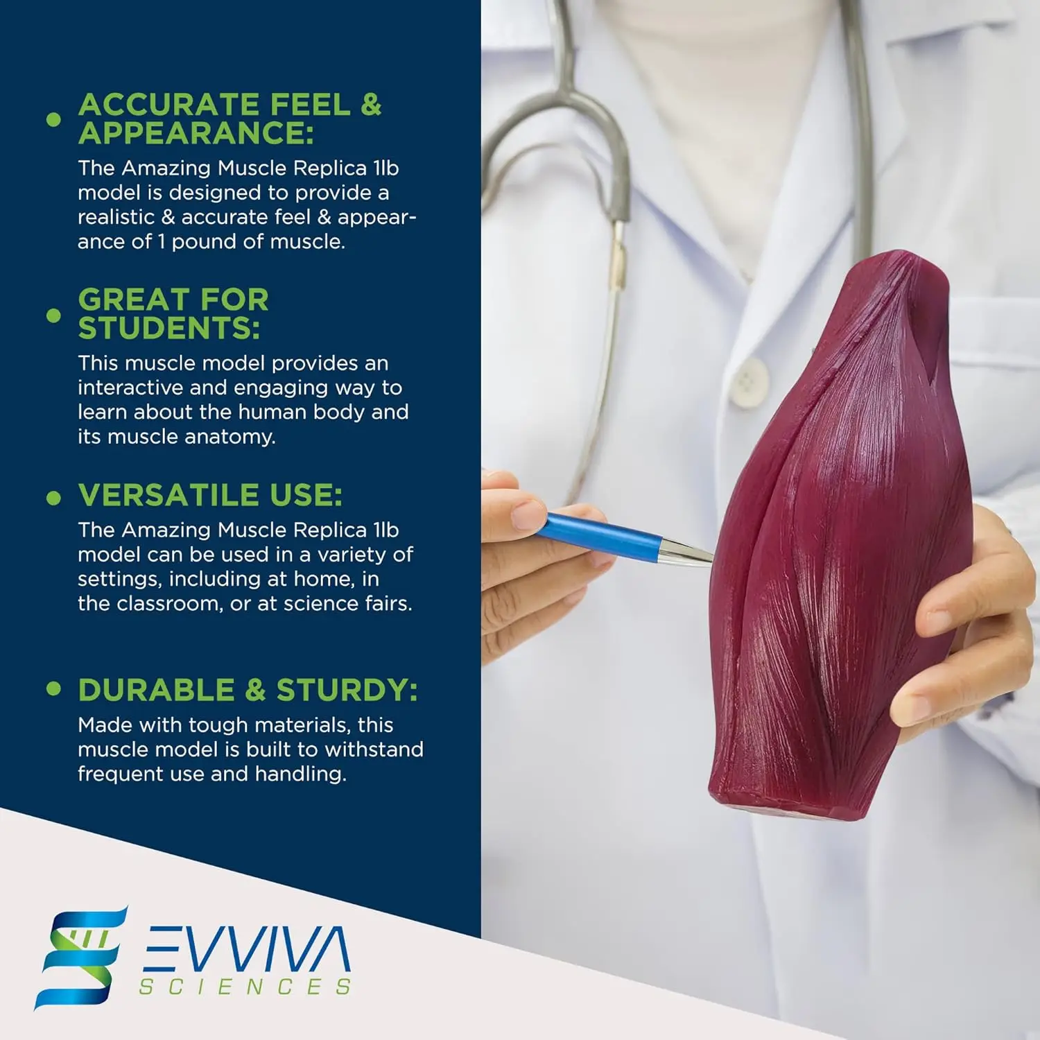 Human Muscle and Fat Replicas  - Nutrition Fitness And Health review and price
