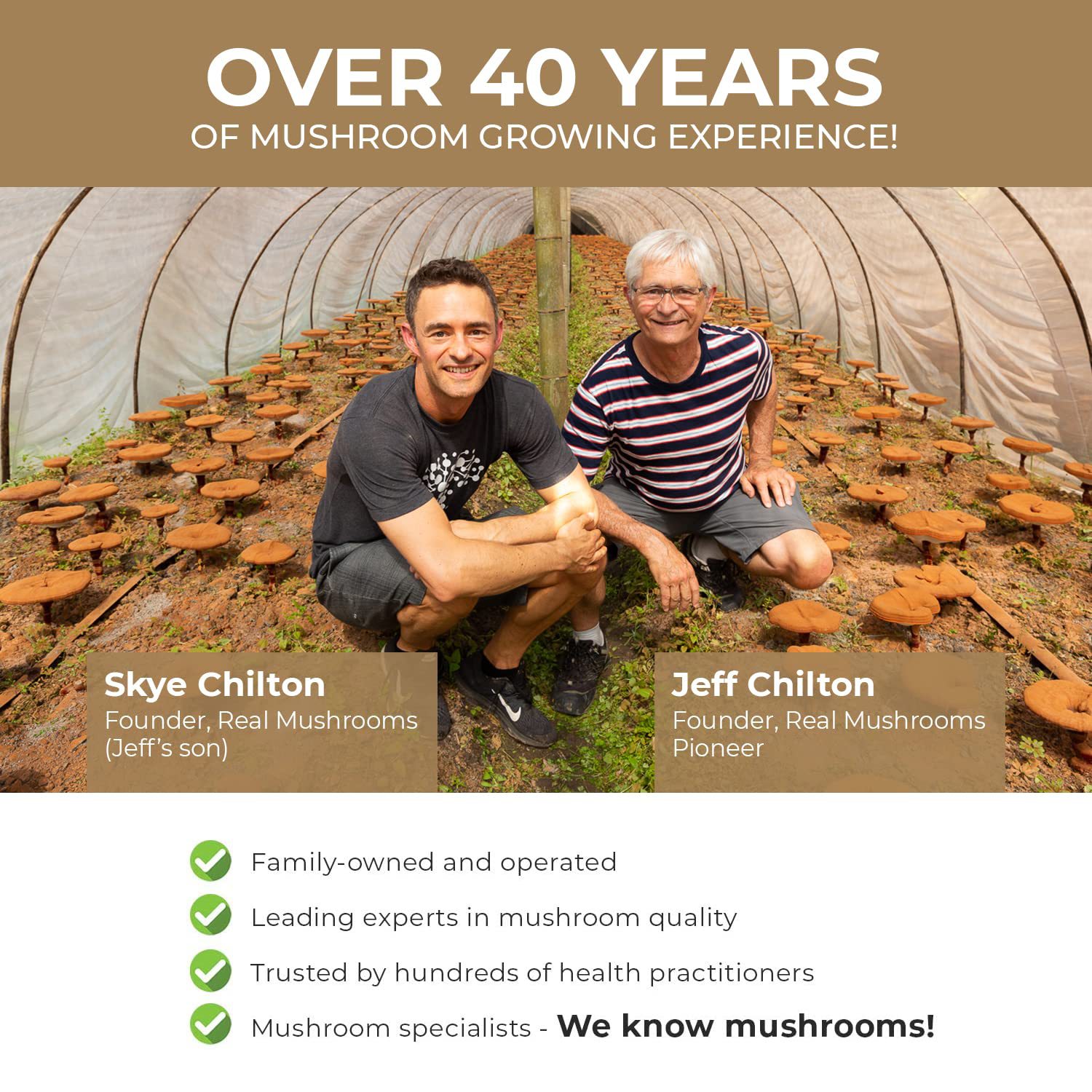 Lion Mane Ganoderma Mushroom C - Lion Mane Mushroom review and price